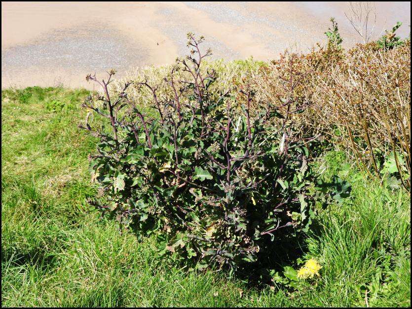 Plancia ëd Brassica oleracea var. oleracea