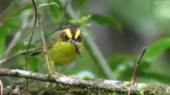 Image of Golden-browed Warbler