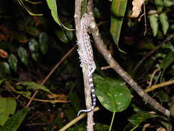 Image of Cyrtodactylus majulah Grismer, Wood & Lim 2012