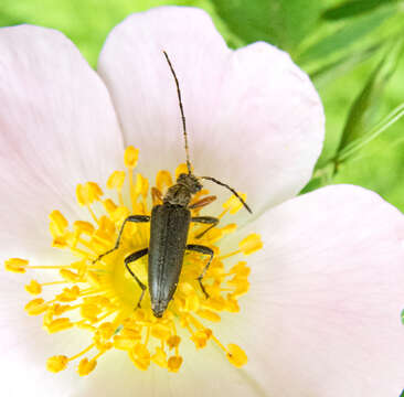 Image of Cortodera flavimana (Waltl 1838)