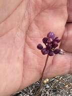 صورة Allium pruinatum Link ex Spreng.