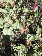 Слика од Arctostaphylos auriculata Eastw.