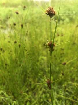 Image of Small-Head Beak Sedge