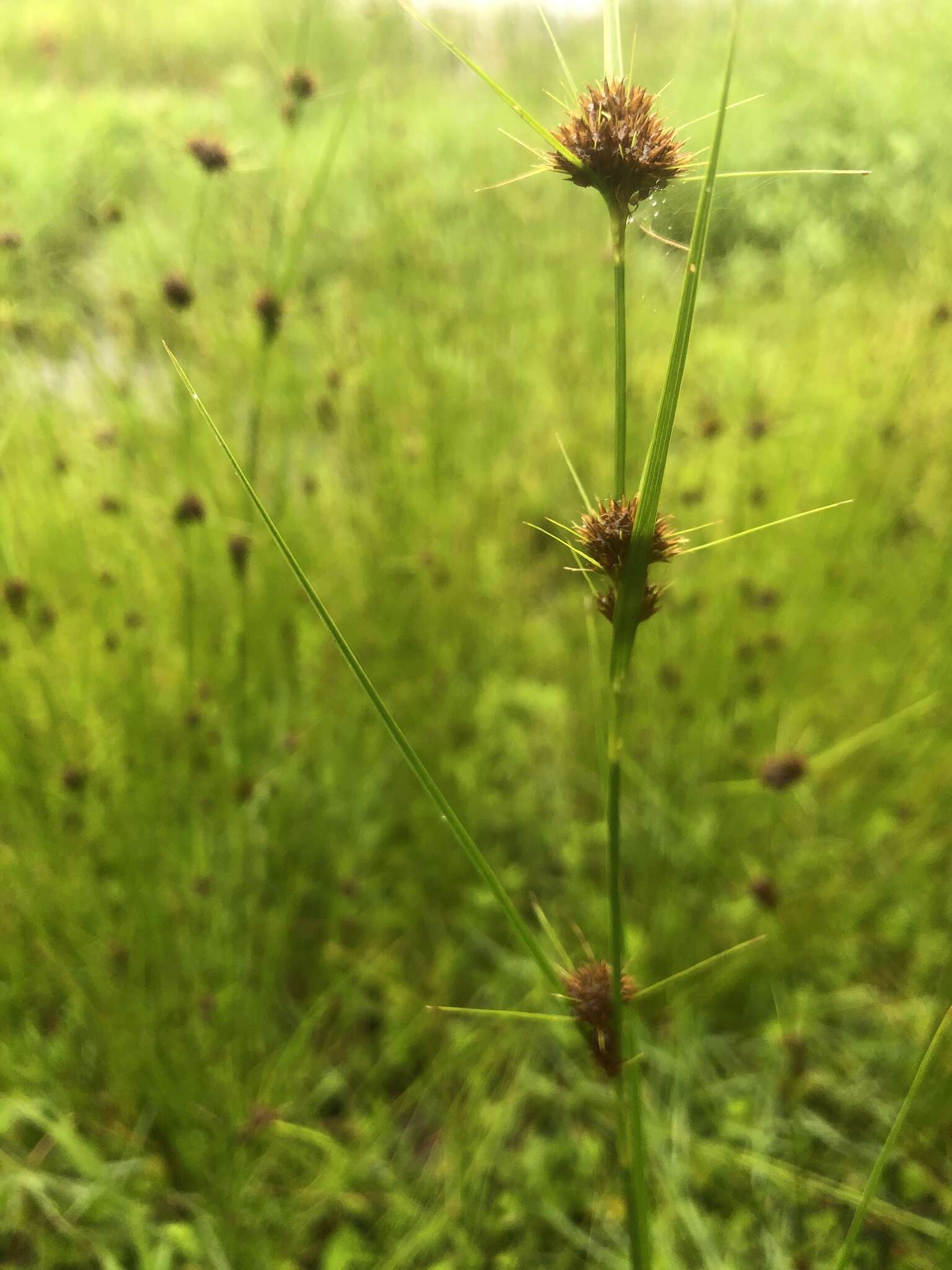 Image of Small-Head Beak Sedge