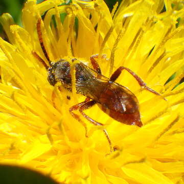 Image of Nomada cuneata (Robertson 1903)