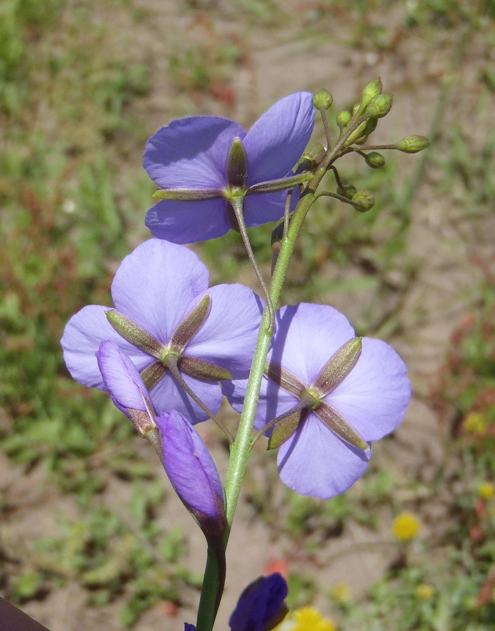 Image of Heliophila subulata Burch. ex DC.