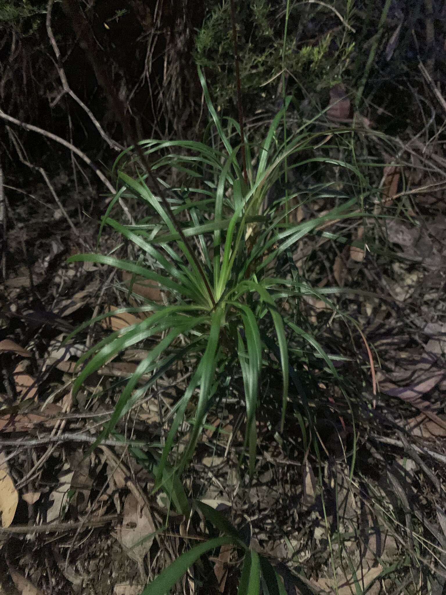 Image de Stylidium productum M. M. Hindmarsh & D. F. Blaxell