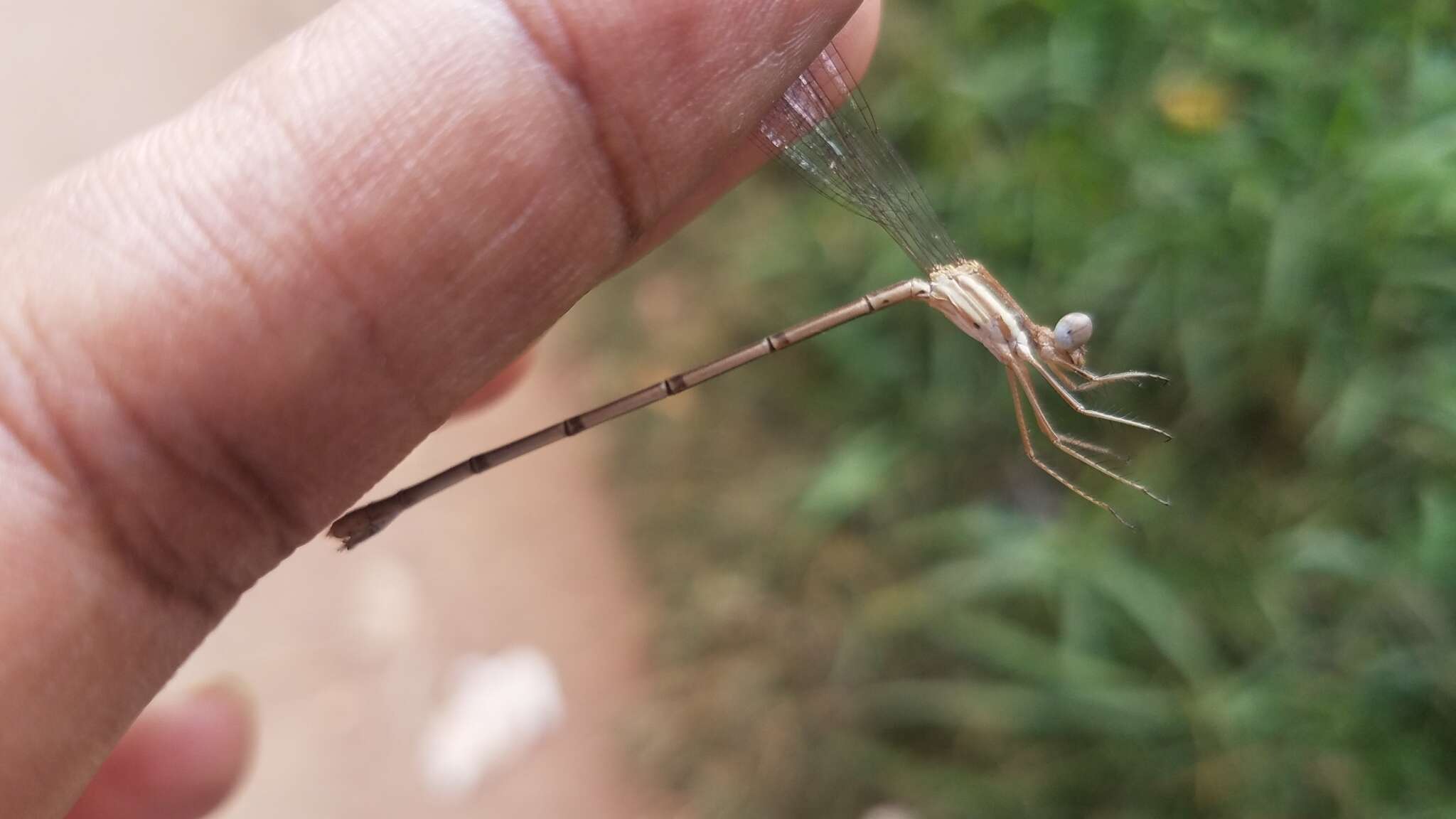 Image of Lestes ochraceus Selys 1862