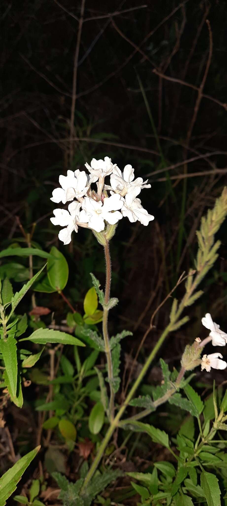 Image of Glandularia platensis (Spreng.) Schnack & Covas