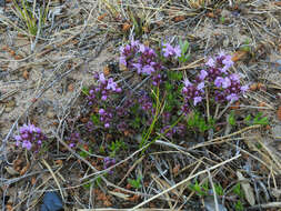 Слика од Thymus serpyllum L.