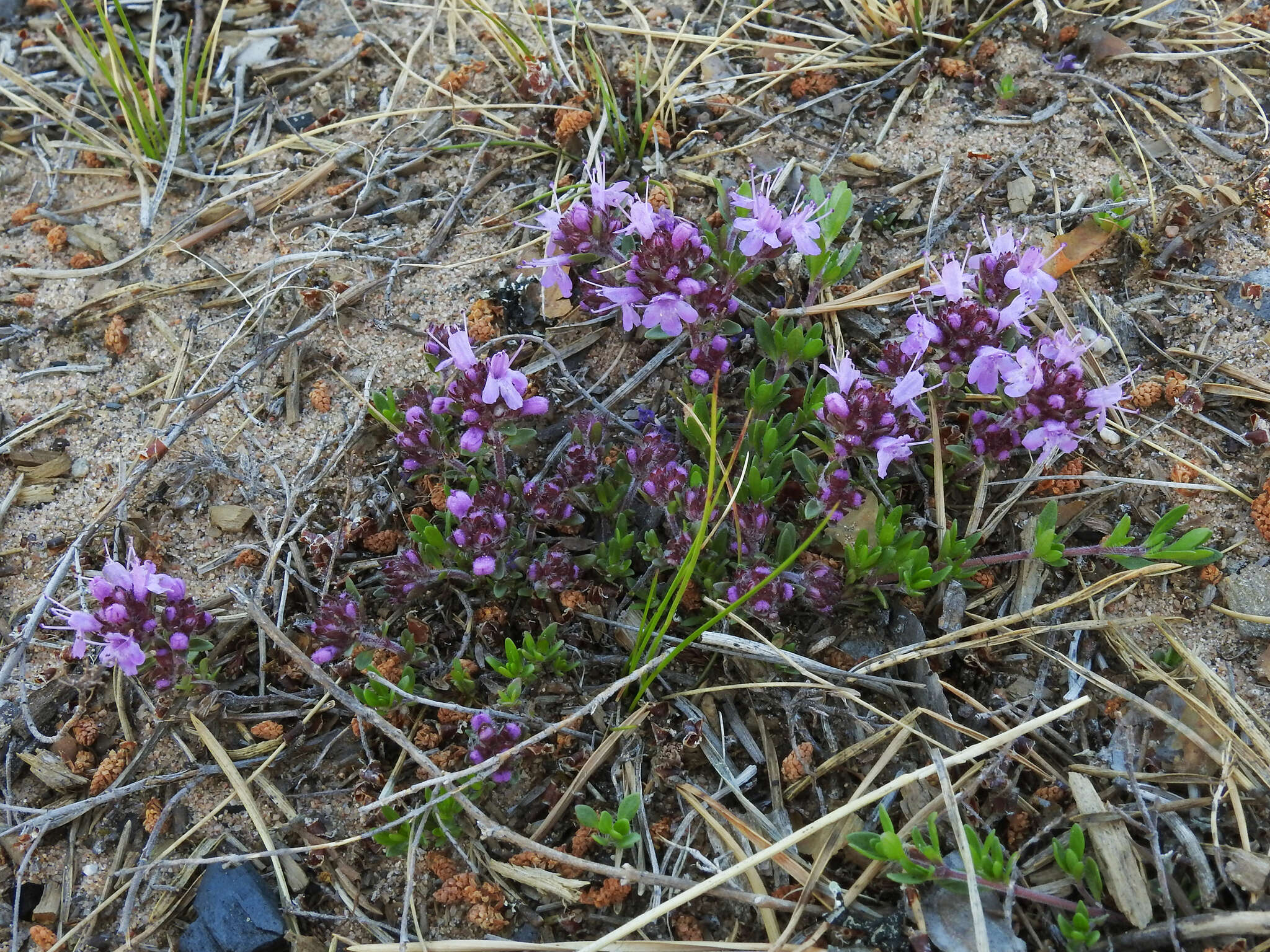 Слика од Thymus serpyllum L.