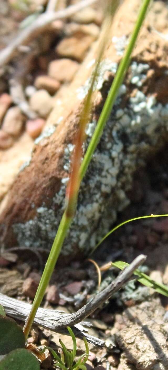 Image of Moraea unguiculata Ker Gawl.