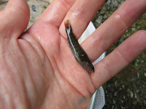 Image of <i>Etheostoma starnesi</i>