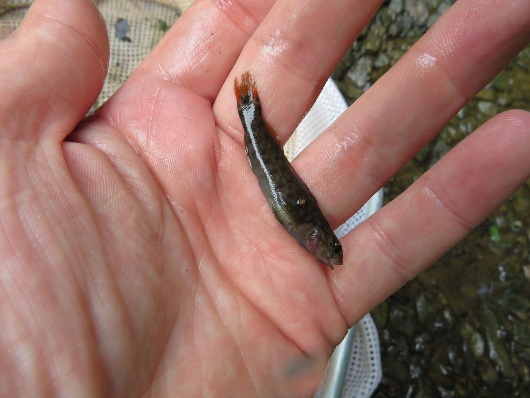 Image of <i>Etheostoma starnesi</i>