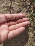 Image of stalked bur grass