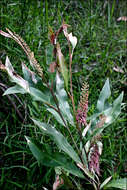 Image of Grevillea barklyana F. Müll. ex Benth.