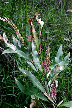 Image of Grevillea barklyana F. Müll. ex Benth.