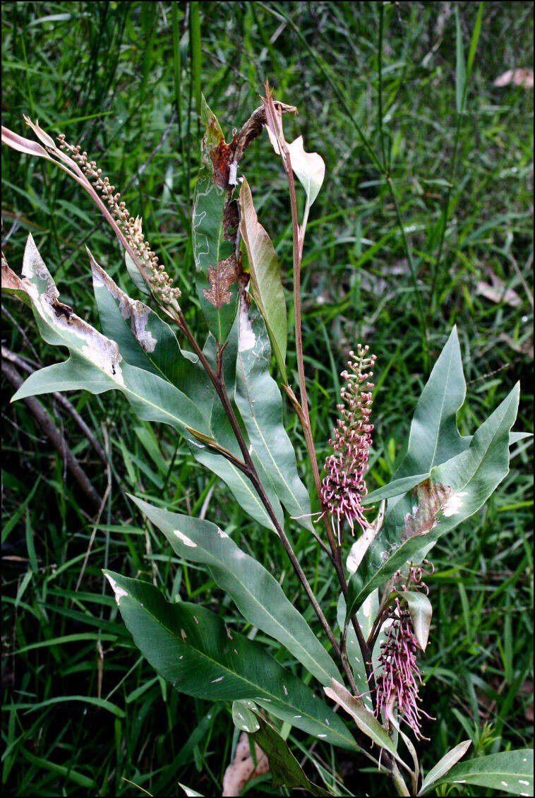 Image of Grevillea barklyana F. Müll. ex Benth.