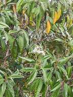 صورة Miconia bicolor (Mill.) Triana