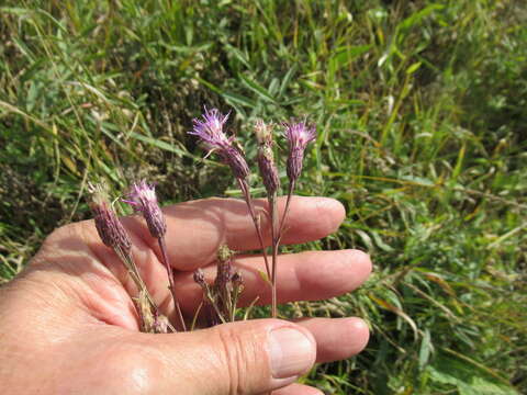 Image of Saussurea purpurata (Fisch. ex Herd.) Lipsch.