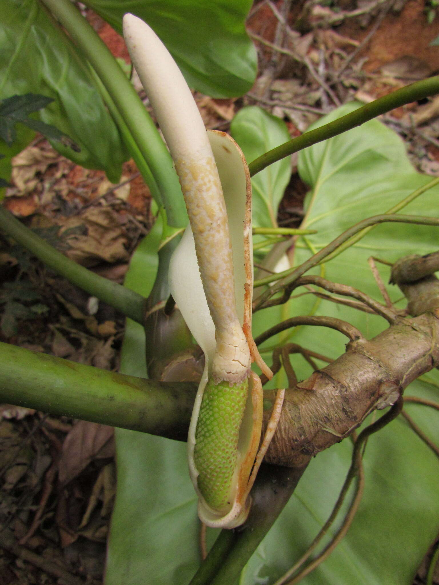 Image of Philodendron appendiculatum Nadruz & Mayo