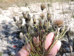 Image of woolly ironweed