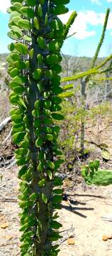 Image of Madagascan ocotillo