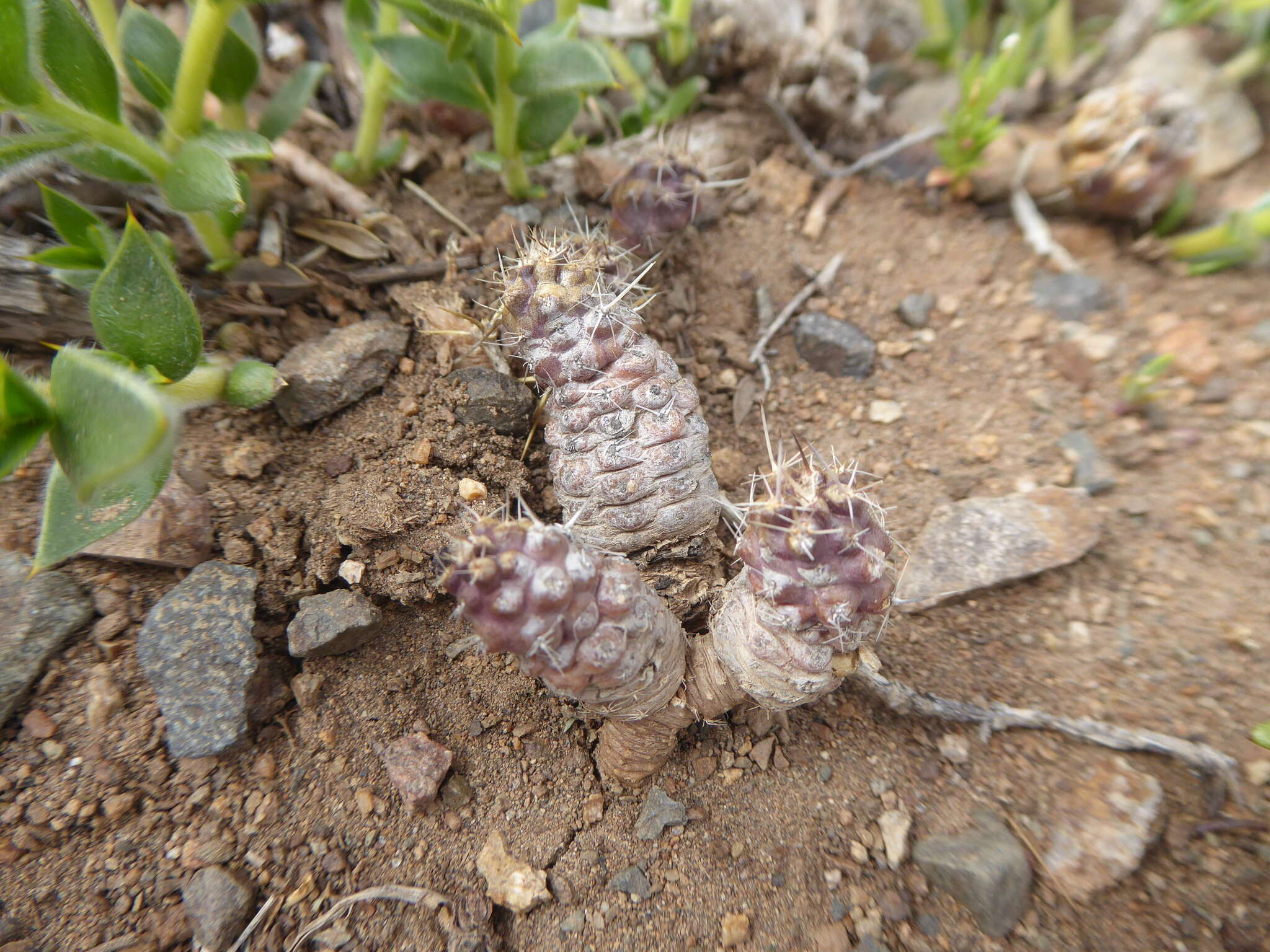 Imagem de Austrocactus longicarpus