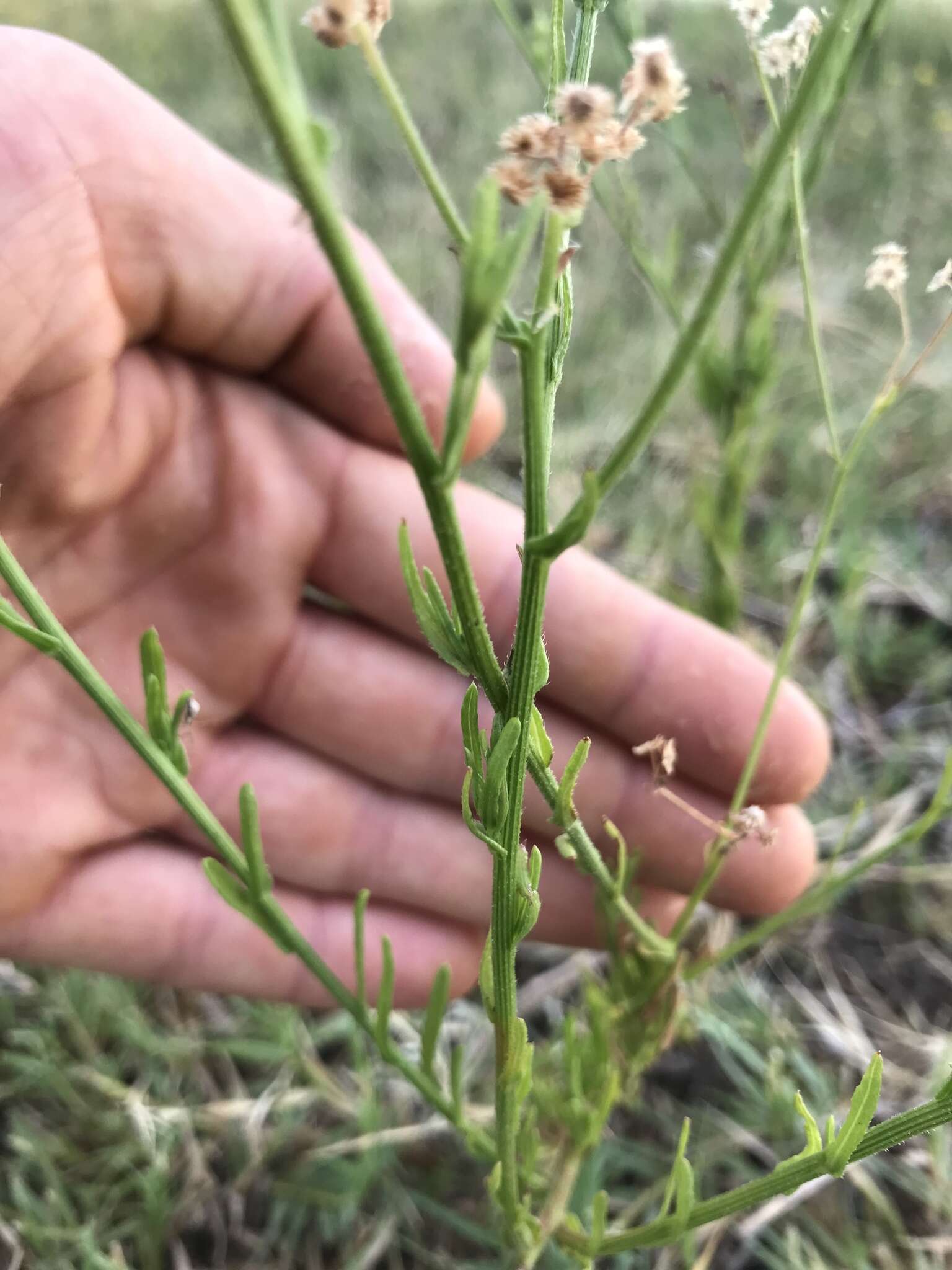 Nidorella resedifolia DC.的圖片