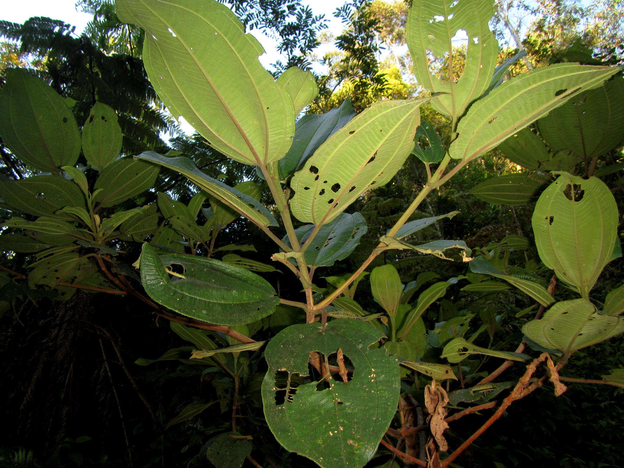 Image of Dichaetanthera cordifolia Baker