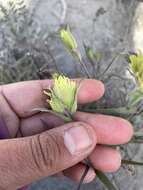 Image of Yukon Indian paintbrush