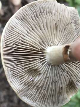 Image of Agrocybe praecox (Pers.) Fayod 1889