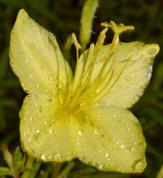 Sivun Oenothera heterophylla subsp. orientalis W. Dietrich, P. H. Raven & W. L. Wagner kuva