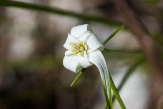 Image de Rhynchospora floridensis (Britton ex Small) H. Pfeiff.