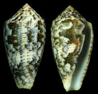 Image of Conus barbara Brazier 1898