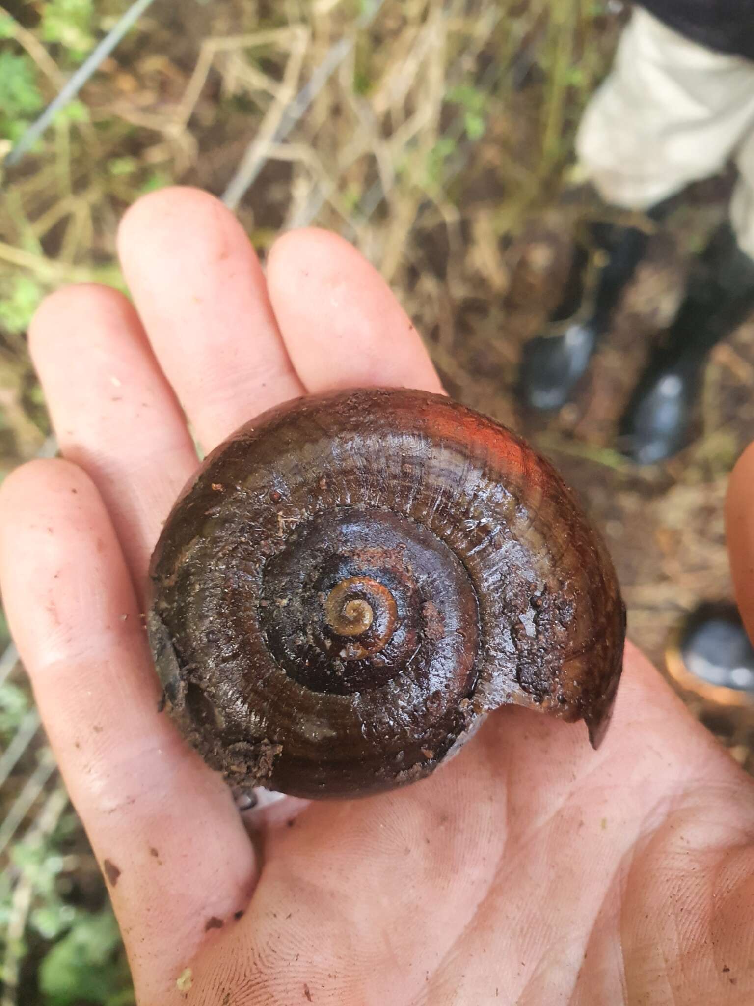 Image of Powelliphanta hochstetteri (L. Pfeiffer 1862)