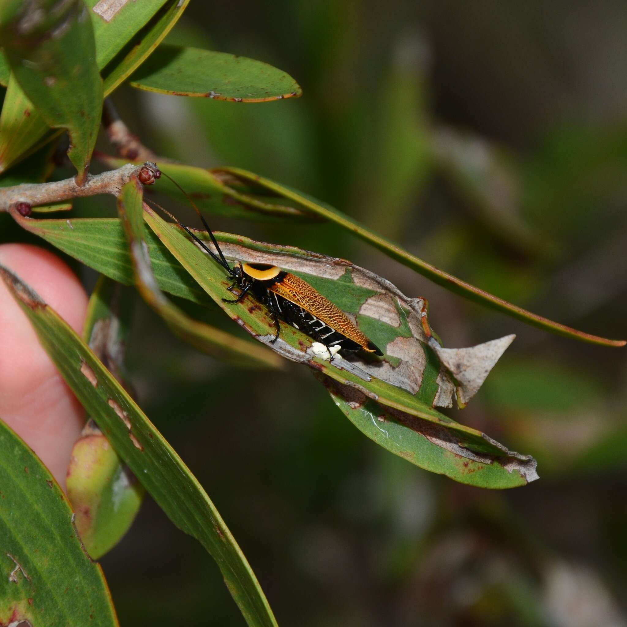 Image of Ellipsidion reticulatum Saussure 1864