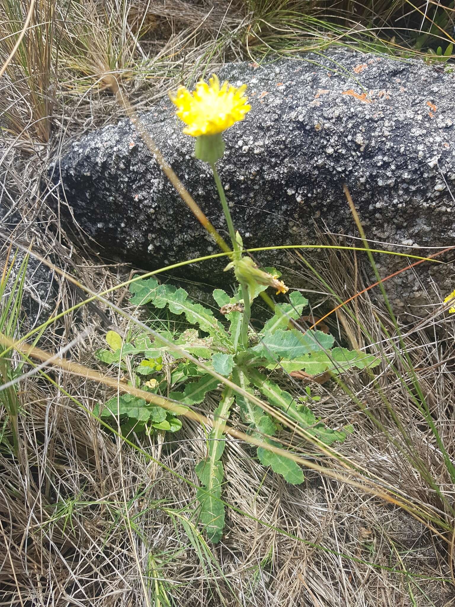 Sonchus megalocarpus (Hook. fil.) J. Black resmi