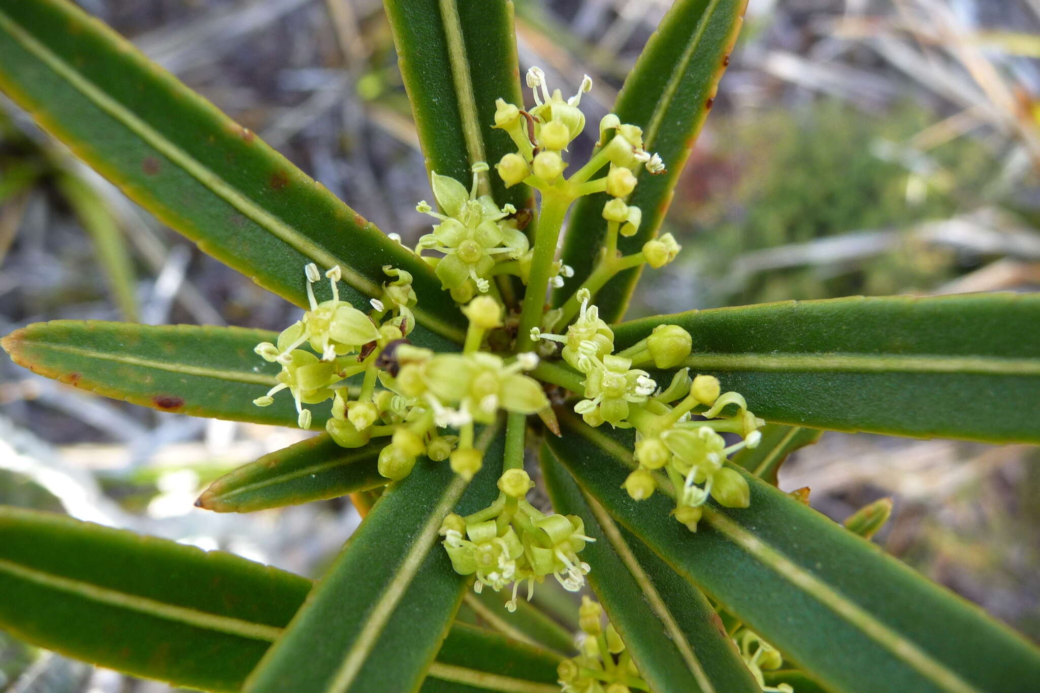 Imagem de Pseudopanax linearis (Hook. fil.) K. Koch