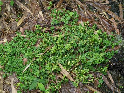 Sedum bulbiferum Makino resmi