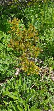 Image of Steven's Meadowsweet