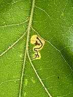 Image of Stigmella quercipulchella (Chambers ex Hayden 1882) Wilkinson et al. 1979