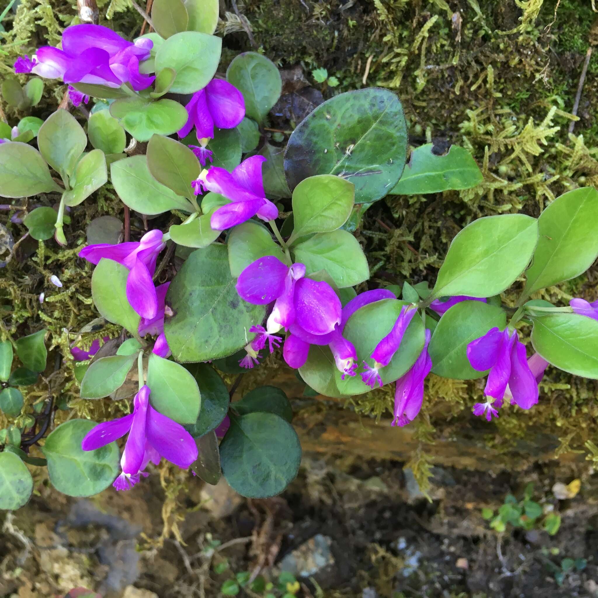 Image de Polygaloides paucifolia (Willd.) J. R. Abbott