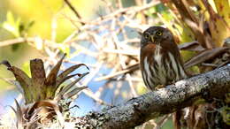 Image of Tamaulipas Pygmy Owl