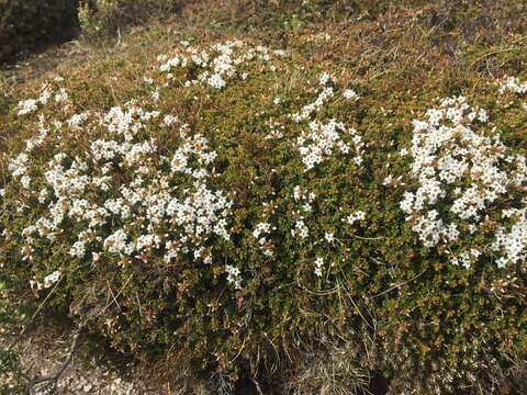 Plancia ëd Epacris serpyllifolia R. Br.