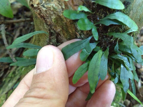 Phymatosorus scandens (G. Forst.) Pic. Serm. resmi