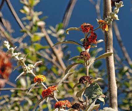 Sivun Buddleja tucumanensis Griseb. kuva