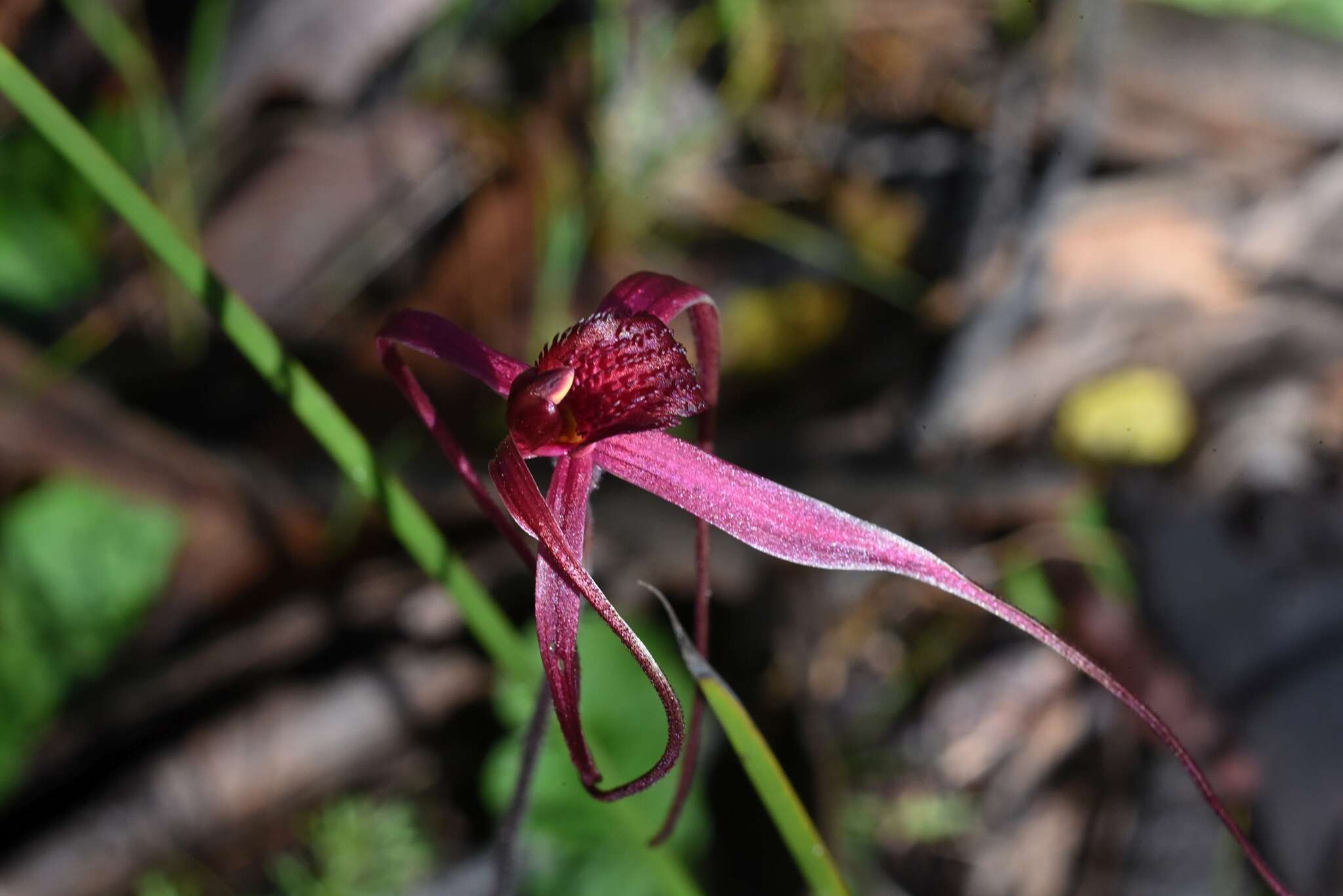 Caladenia formosa G. W. Carr的圖片