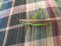 Image of Grasshopper