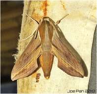 Image of Vine hawk moth